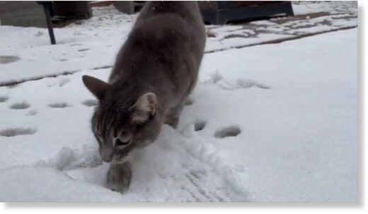 A cat investigated fresh snowfall in Flagstaff, Arizona, on October 12.