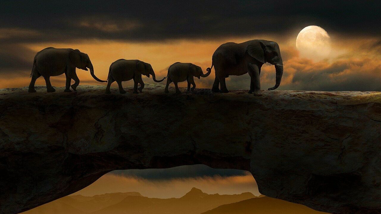 elephants
