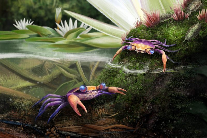 Descubren,cangrejo,era de dinosaurios,preservado,ámbar
