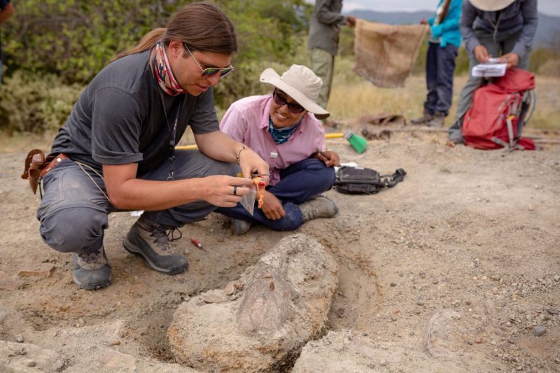 Descubren,cangrejo,era de dinosaurios,preservado,ámbar