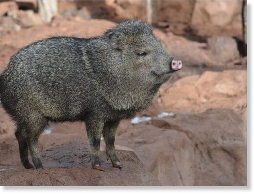 Javelinas typically don't attack humans unless the human is feeding them or if they mistake a dog out for a walk for a coyote.