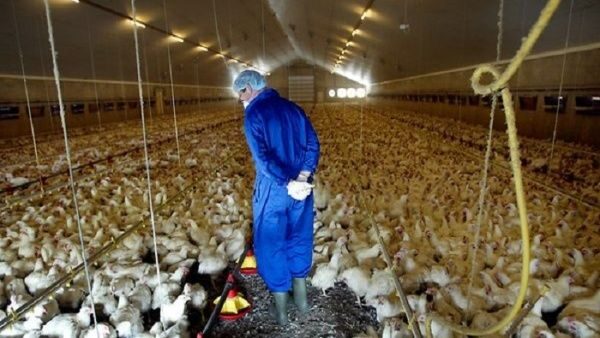 bloqueos,alimentación,gobernados,Francia,confinar,gripe aviar