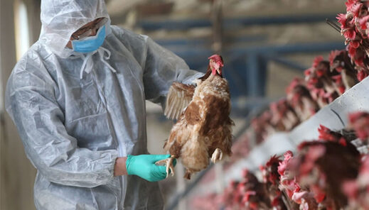 Países Bajos,sacrificar,36 mil,aves,gripe aviar