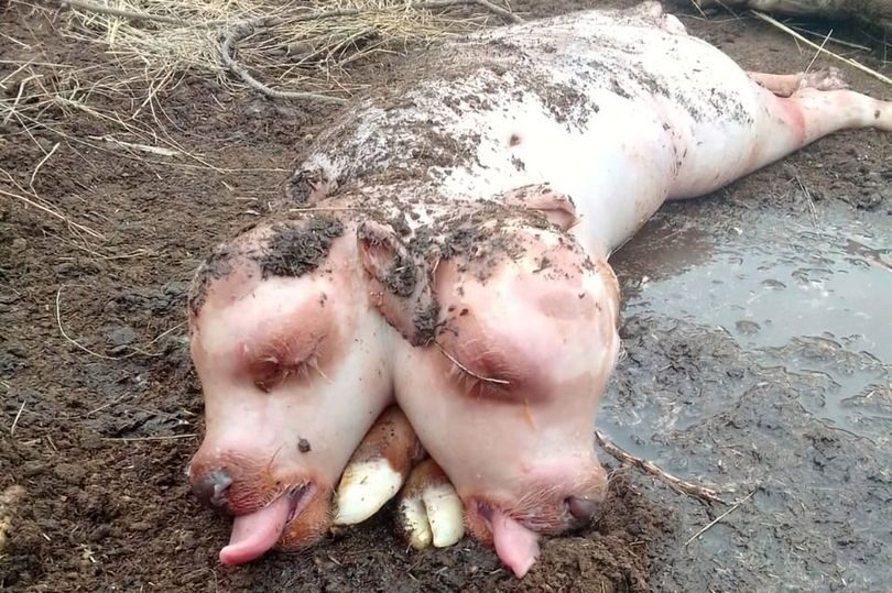 A two-headed calf with a pig's body was born in
