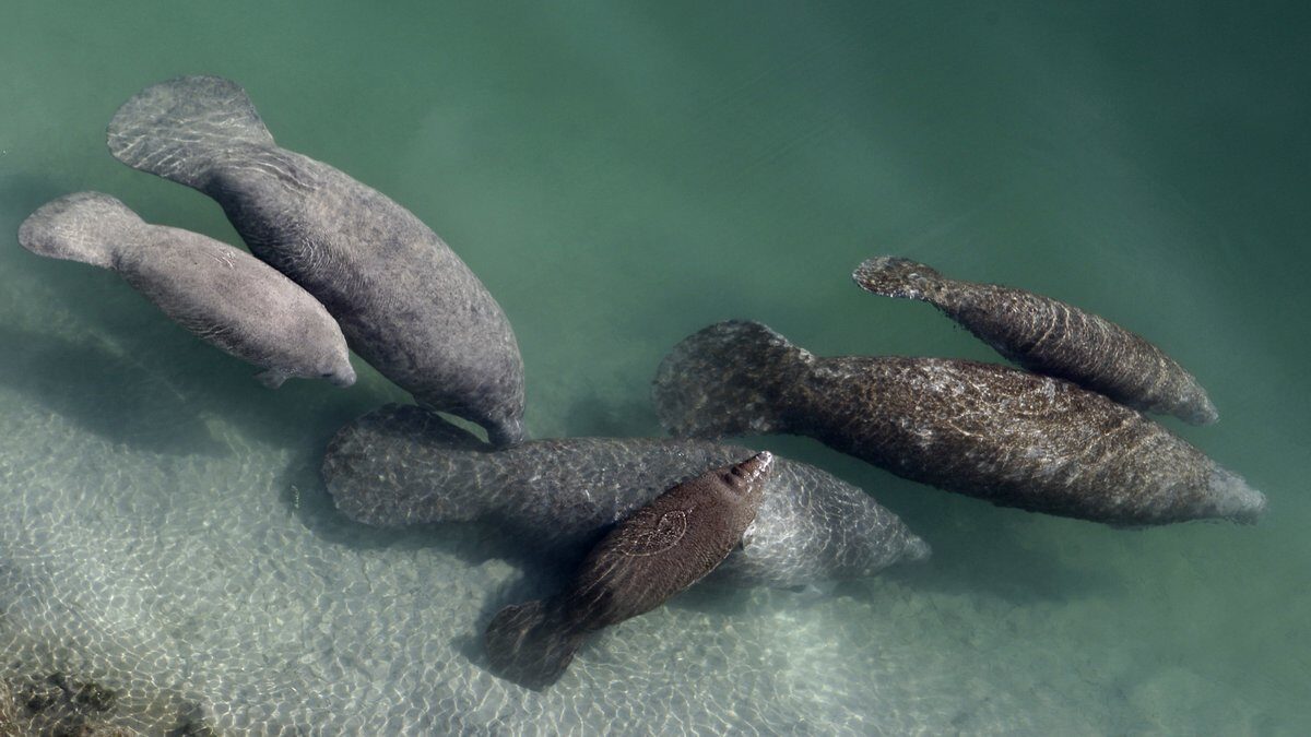 In this Dec. 28, 2010 file photo, manatees swim in a canal in Fort Lauderdale, Fla.