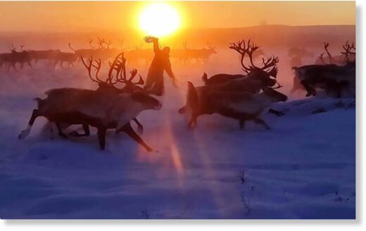 deer