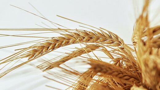 Trigo wheat