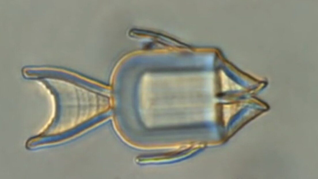 fish robot