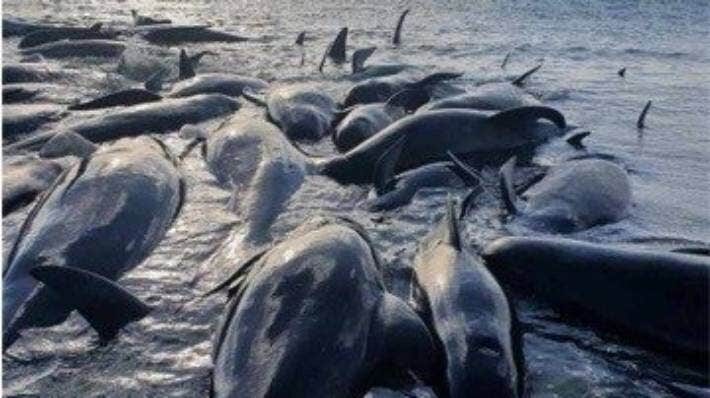 Thirty-three of the stranded pilot whales died over the weekend.