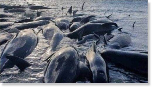 Thirty-three of the stranded pilot whales died over the weekend.
