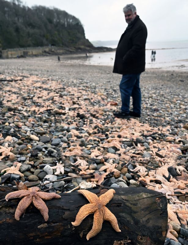 A view of the starfish which washed up in their thousands on the coastline