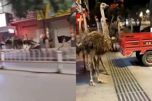 ostrichs get loose china