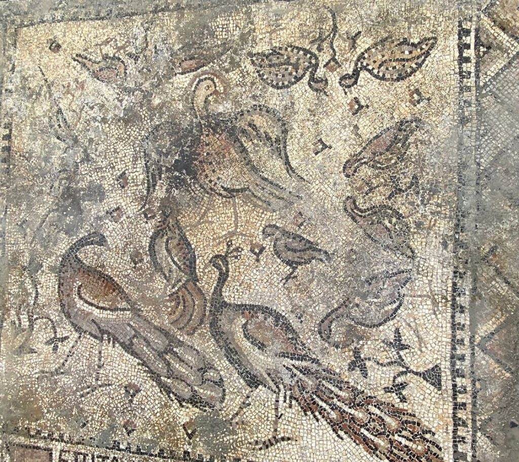 Hay pavos reales y una inscripción en el mosaico,Antiguo mosaico de pavos reales,Mosaico del siglo VI,revelado,Turquía,durante,excavación
