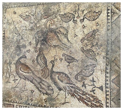 Hay pavos reales y una inscripción en el mosaico,Antiguo mosaico de pavos reales,Mosaico del siglo VI,revelado,Turquía,durante,excavación