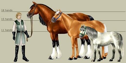 horse comparison size,Hollywood,caballo,guerra,medieval,medievales,caballo destrier,caballos de tiro