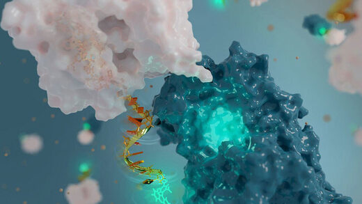 DNA  ADN