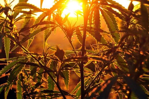 Hemp 2
