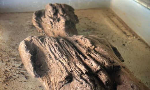 Figura de madera,extremadamente,rara,2000,años,desenterrada,zanja,Buckinghamshire
