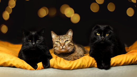 Tres gatos toman de 'rehén' una licuadora (y sus dueñas no pueden desempacarla desde hace semanas)