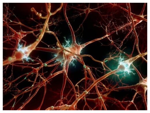 Neuronas,respiración,cerebro
