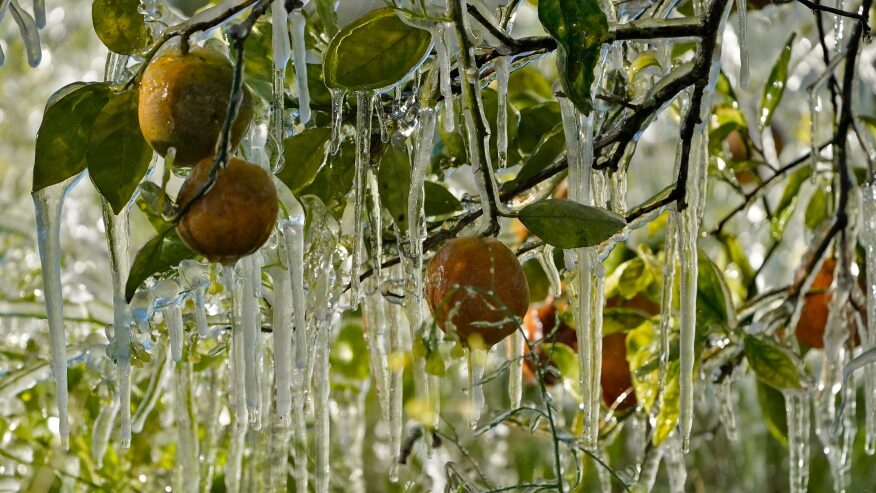 Ice clings to oranges