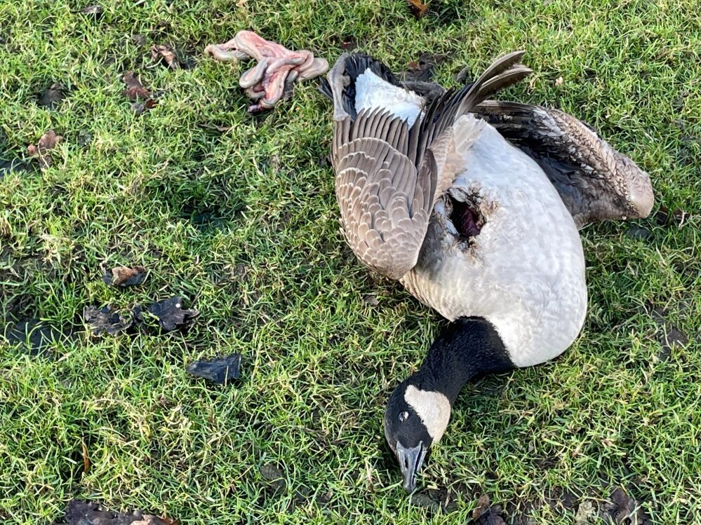 A Canada goose was killed by a freak ball of lightning at Booths Park lake in Knutsford