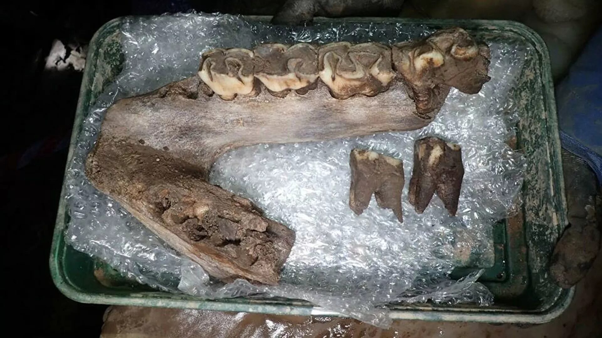 encuentran,restos,varios,animales,prehistóricos,60.000 años,antigüedad