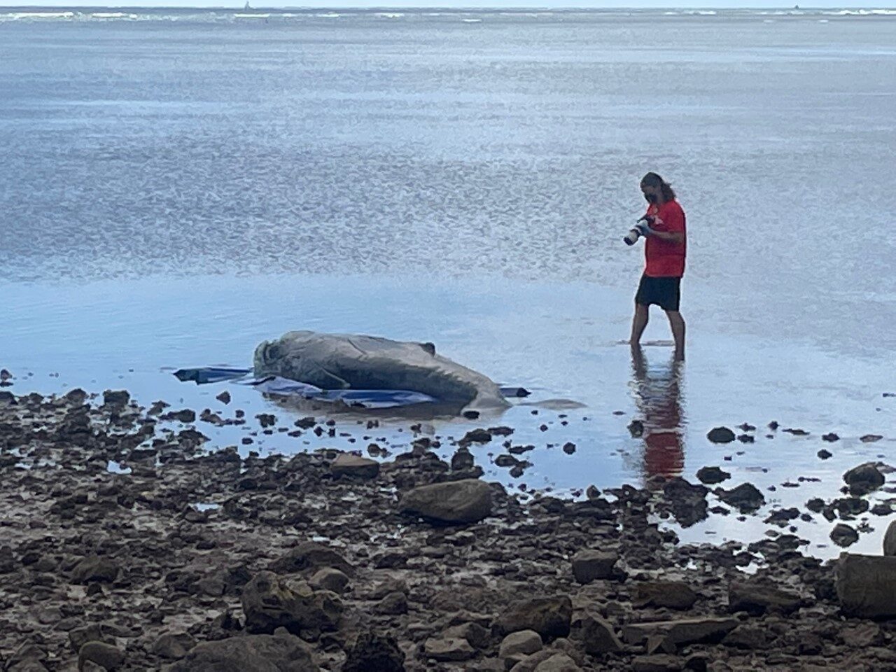 Dead baby humpback whale found in Hawaii Kai