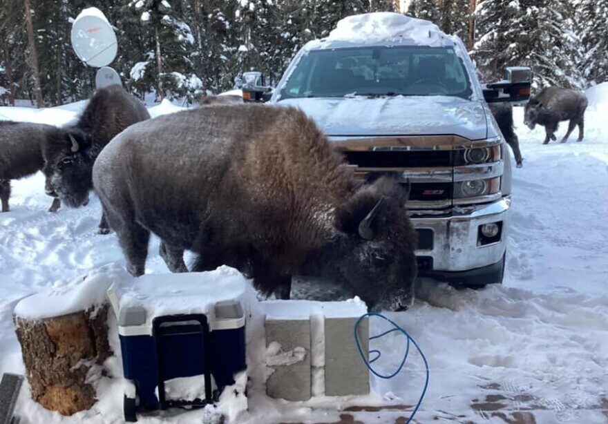 A half-dozen bison looking for food wandered into the driveway of Elena Powers’ home on Spruce Road in the agricultural area south of Delta Junction last month.