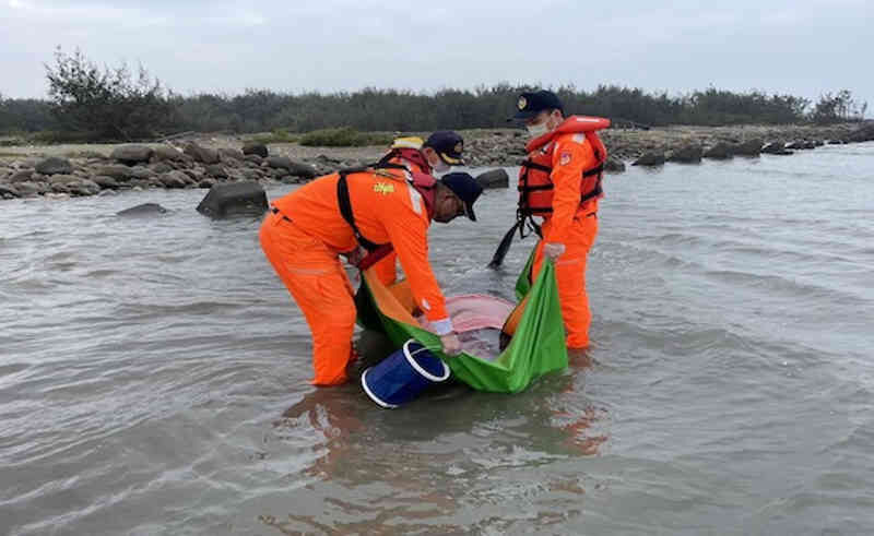 Coast Guard officers from the Port of Budai attempt to keep a pygmy sperm whale alive after it is stranded on a beach in Chiayi County, February 13, 2022.