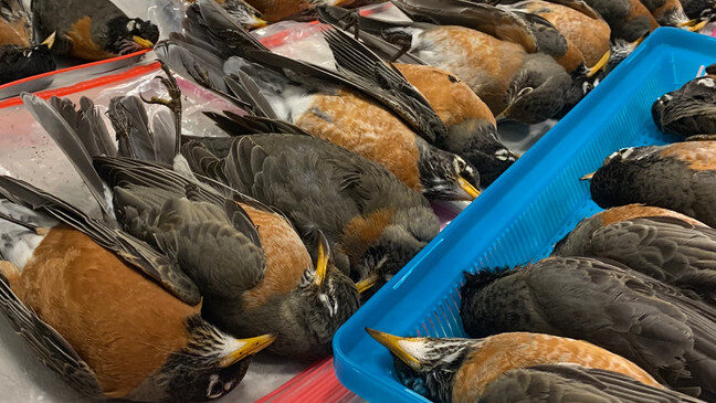 This flock of birds, more than 50 in total, fell out of the sky, Feb. 18, 2022.