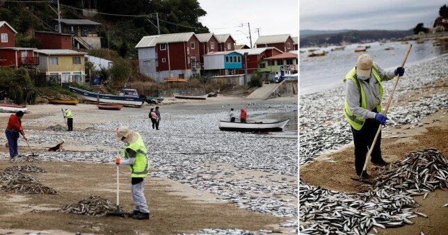 Environmental officials have launched an investigation to try and find out what killed the fish