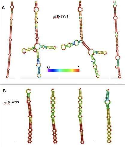 rna folding structures