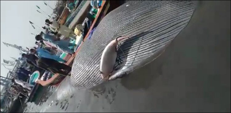 A dead whale more than 28 feet long was found at Manora karachi
