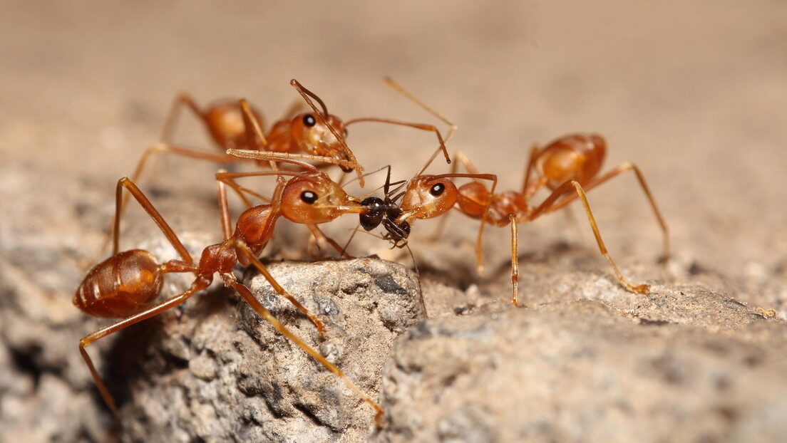 Ants hormigas