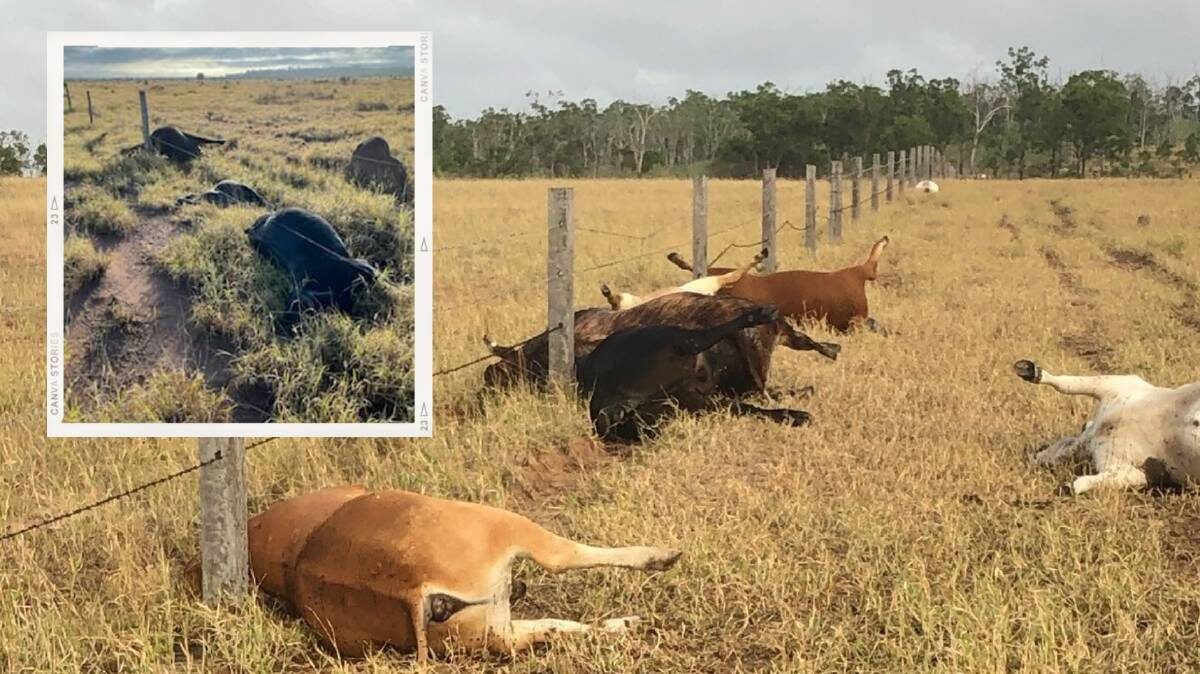 Two beef producers in Central Queensland lost stock in a lightning storm last week.