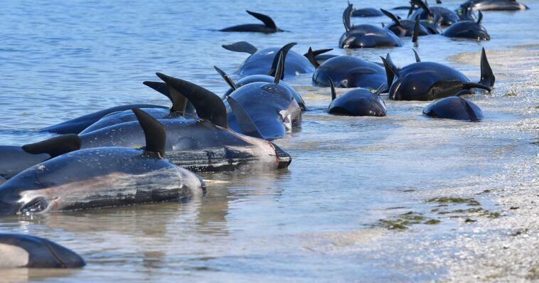 decenas,ballenas,mueren,encalladas,Nueva Zelanda