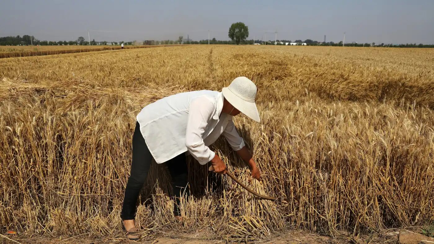 crops