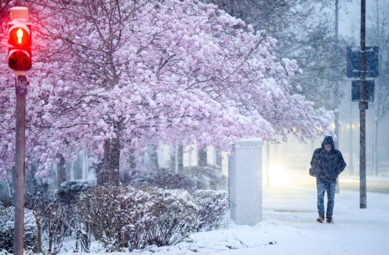 A man walked on a snowy street lined with cherry blossom trees in Laatzen, Lower Saxony, on April 1st.