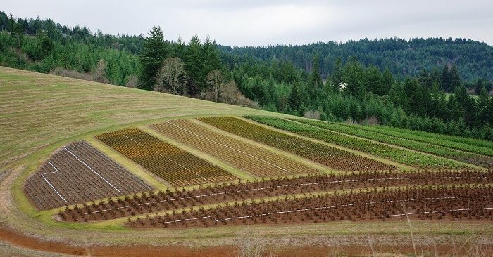 plantacion