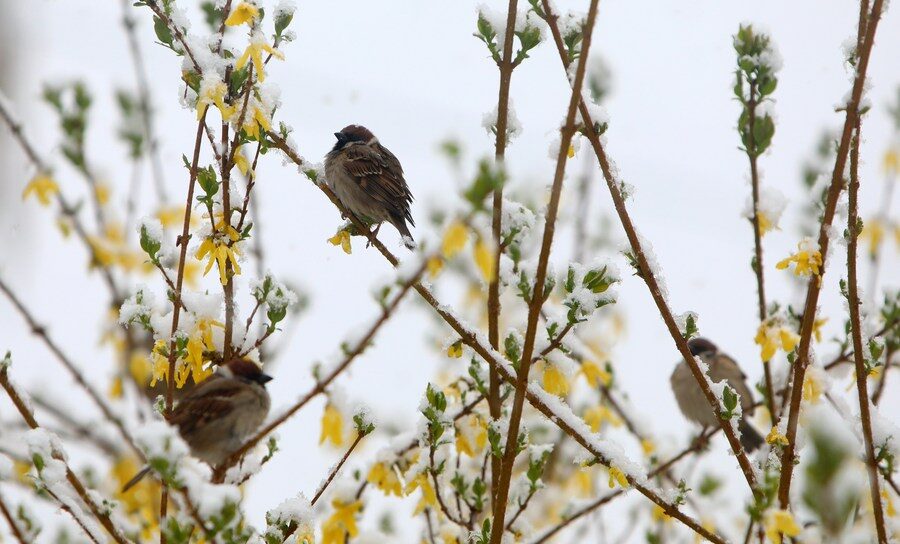 Sparrows are seen on snow-covered branches in Karlovac, Croatia, April 2, 2022.