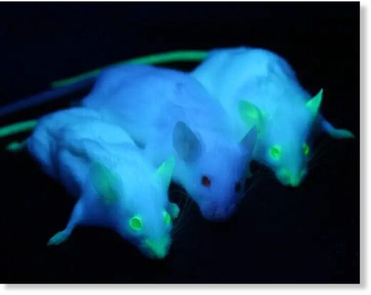Genetically engineered phosphorescent mice.