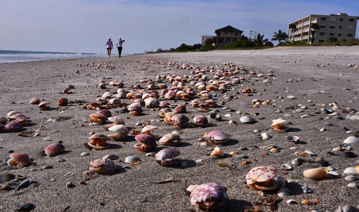 Thousands of calico scallops are washing up on the beach in Satellite Beach in clusters.