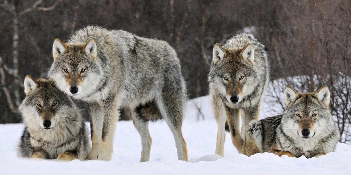 Pack of Wolves