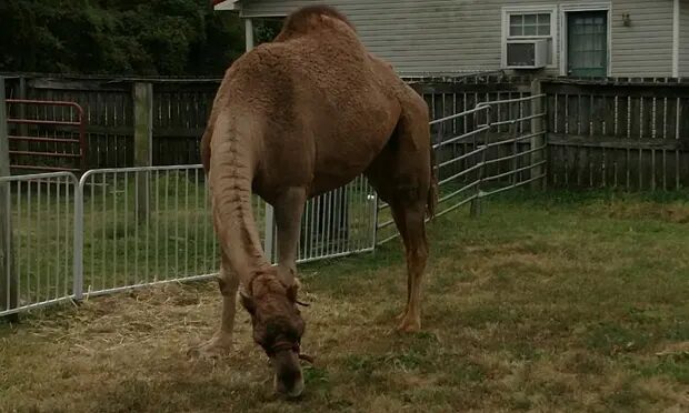 The Obion sheriff’s office said the camel attacked one of their vehicles and moved towards deputies who were attempting to move a victim.