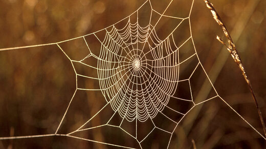 web telaraña