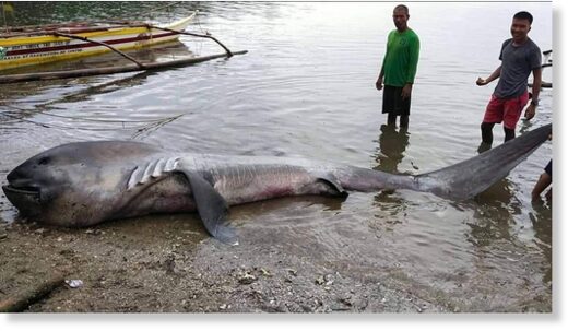 The typically deep-sea-dwelling shark was 15 feet long.