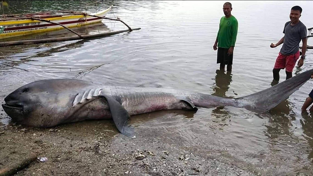 The typically deep-sea-dwelling shark was 15 feet long.