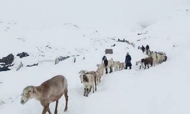 Shepherds start leaving summer grazing meadows in upper parts of Kaghan valley after the area received heavy snowfall.