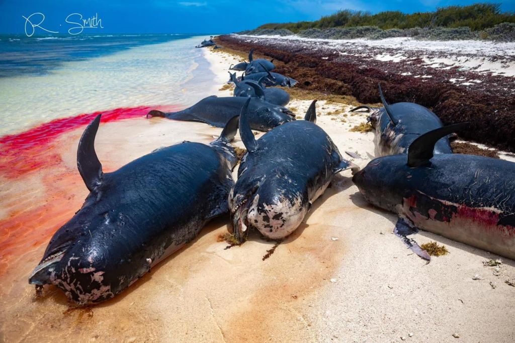 Dead pilot whales found beached on Anegada.